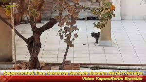 Celpez Tv Kedi Fare Yaklarsa Seyreyle Bakalim Neyler Antalya Celpez