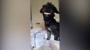 Sure there's the awesome overachiever border collie. Denture Stealing Dog Becomes Acci Dental Internet Sensation