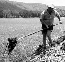 Image result for Clappertonia polyandra