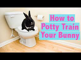 The restricted space will help your bunny learn to potty in the right place. How To Potty Train Your Rabbit Youtube