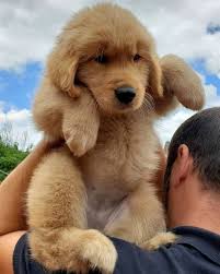Golden Retriever Teddy Cheaper Than Retail Price Buy Clothing Accessories And Lifestyle Products For Women Men