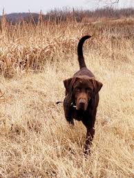 Dad is yellow lab and akc registered. Lab Puppies Bar A Kennels Llc