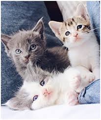 See a list of seven places to get free it might be difficult to find a kitten online that's near where you live. Itty Bitty Orphan Kitty Rescue Ibok Rescue San Jose