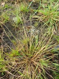 Image result for Eragrostis japonica