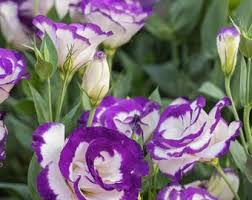 Image result for eustoma maurine