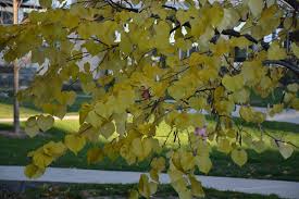 Check spelling or type a new query. Eastern Redbud Umass Amherst Greenhouse Crops And Floriculture Program