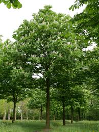 Image result for Aesculus
