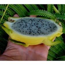 Dragon fruit plant sowing is excellent in the less expected rainfall areas. Yellow Pitaya Yellow Dragon Fruit Seeds Cena 2 50