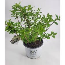 Image result for Basella paniculata