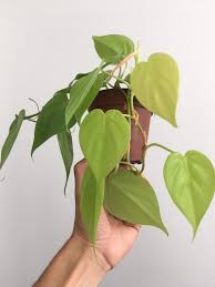 Philodendron Cordatum Neon Neon Heartleaf Indoor Flowering Plants Fake Plants Decor Plants