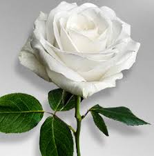 Glenn Meiser Obituary