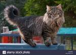 Domestic long-haired cat - Wikipedia