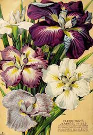 N53 W1150 Vintage Seed Packets Flower Seeds Packets Seed Illustration