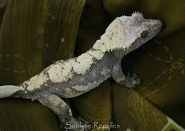 The crested gecko pictured above is one of the only (if not the only) piebald crested geckos in the world, and what a beautiful morph it is. Some Thoughts About Crested Gecko Breeding Gecko Time