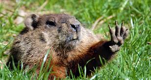 Groundhog day is celebrated in the u.s. Groundhog Day 2021 Forecast Facts And Folklore Farmers Almanac