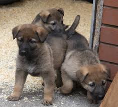 New Recruits Manchester Police Police Dogs I Love Dogs