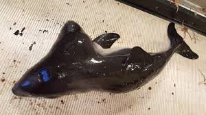 Vielen dank für deine geduld und unterstützung! Niederlande Fischer Fangen Zweikopfigen Schweinswal Stern De