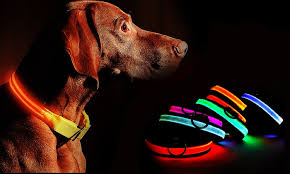 Up To 73 Off On Usb Led Dog Pet Light Up Safe Groupon Goods
