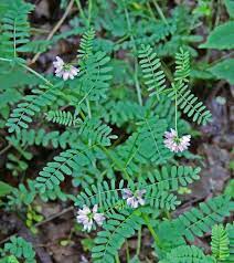 Maybe you would like to learn more about one of these? Crown Vetch Invasive Exotic Plants Of North Carolina Inaturalist