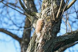 Image result for Phellinus pomaceus