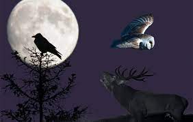 150000 creators are already making magic with our music. Which Animals Do You Hear At Night
