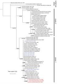 Image result for Zehneria microsperma