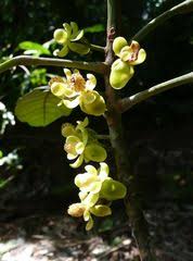 Image result for Uapaca guineensis