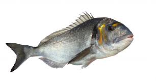 Peche De La Daurade Royale En Bateau Au Mouillage Normandie Appats