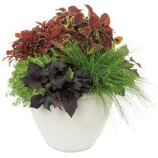 Maybe you would like to learn more about one of these? Graceful Grasses Fiber Optic Grass Isolepsis Scirpus Cernus Proven Winners