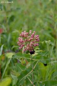A Guide To The Milkweeds Of Ohio Milkweed Milkweed Plant Asclepias
