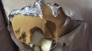 Check spelling or type a new query. Dog Damage To Leather Furniture Youtube