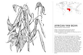 Image result for Sphenostylis