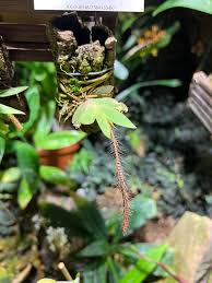 Image result for Oberonia