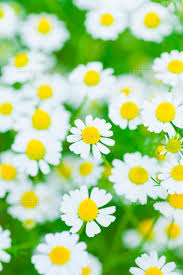 カモミール[10257001425]の写真・イラスト素材｜アマナイメージズ