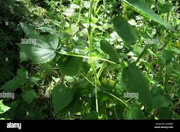 Image result for Equilabium laxiflorum
