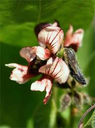 Image result for Eriosema chrysadenium