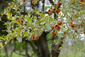 Image result for Combretum hereroense