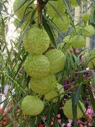 Gomphocarpus Fruticosus Also Known As Hairy Balls Plant Great Milkweed That Takes The Heat And Resists Drying Even Here Plants Weird Plants Trees To Plant