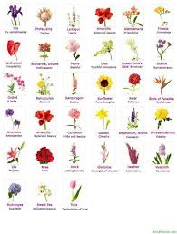 Flowers Their Meanings And Which Ones Not To Give Your Valentine In 2020 Flower Names Valentines Flowers Flower Meanings