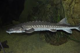 Acipenser transmontanus — noun food and game fish of marine and fresh waters of northwestern coast of north america • syn: Acipenser Transmontanus Columbia Sturgeon Biolib Cz
