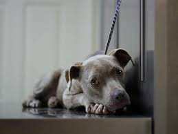 Die Geschichte Dieser Pitbull Hundin Ruhrt Uns Zu Tranen Pitbull Hund Hunde Tiere