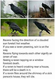 Bird Hitting Window Omen Pin By Tamsyn Blanchard On Wiccan Pagan Spells And Herbs Writing Inspiration Writing Tips Writing Prompts