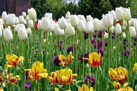 Vezi care sunt cele mai frumoase 10 flori pentru gradina de primavara ✿ begonia curgatoare, laleaua pestrita si brandusa de munte se numara printre ele zambilele, lalelele si narcisele sunt nelipsite din gradina de primavara, dar pe lista celor mai frumoase flori de sezon intra si urmatoarele zece nume. Imagini Flori De PrimÄvarÄ Imaginile Cu Flori De PrimÄvarÄ Cu Flori De Camp Ne Dau Energie Ne RidicÄ Tonusul Ne Inveselesc Ve In 2020 Flowers Plants Illustration