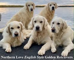 We hope to help you in your search. Northern Love English Style Golden Retrievers Golden Retrievers Argyle Texas