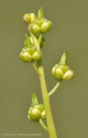 Image result for Triglochin bulbosa