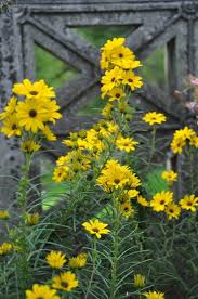 Image result for Helianthus angustifolius