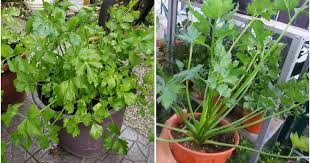 We did not find results for: Tip Tanam Pokok Daun Sup Supaya Kekal Subur Boleh Hidup Sampai 2 Tahun Vanilla Kismis