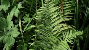 Image result for Dicranopteris elegantula