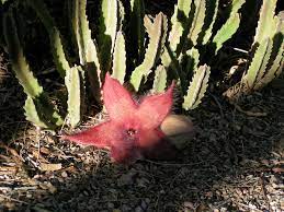 I've not been able to find any information as to why it smells like maple syrup the hoodia cactus was first found in the year 1779 by robert jacob gordon. This Flower Smells Like Rotting Meat Horticulture In The Desert