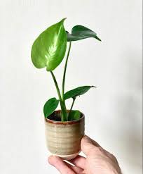 Plnts Home In 2020 Plants Tiny Plants Monstera Deliciosa